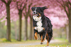 Bernese Mountain Dog