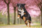 Bernese Mountain Dog