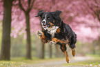 Bernese Mountain Dog