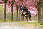 Bernese Mountain Dog