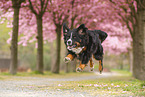 Bernese Mountain Dog