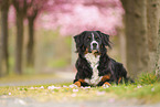 Bernese Mountain Dog