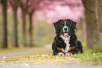 Bernese Mountain Dog