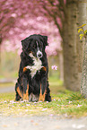 Bernese Mountain Dog