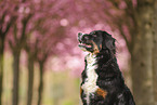 Bernese Mountain Dog