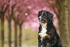 Bernese Mountain Dog