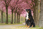 Bernese Mountain Dog