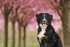 Bernese Mountain Dog