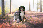 Bernese Mountain Dog