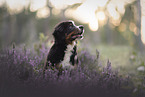 Bernese Mountain Dog