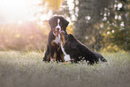 Bernese Mountain Dog