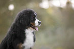 Bernese Mountain Dog