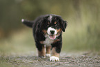 Bernese Mountain Dog