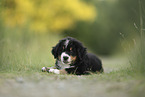 Bernese Mountain Dog