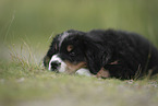 Bernese Mountain Dog