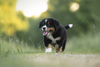 Bernese Mountain Dog