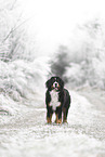 Bernese Mountain Dog