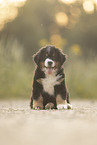 Bernese Mountain Dog