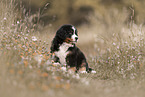 Bernese Mountain Dog