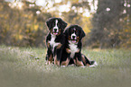 Bernese Mountain Dog