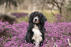 Bernese Mountain Dog