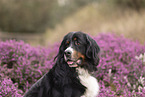 Bernese Mountain Dog