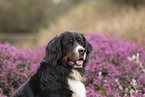 Bernese Mountain Dog