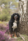 Bernese Mountain Dog