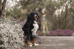 Bernese Mountain Dog