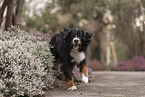 Bernese Mountain Dog