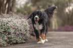Bernese Mountain Dog