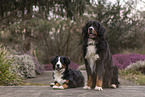 Bernese Mountain Dog