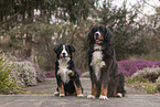 Bernese Mountain Dog