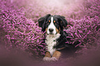 Bernese Mountain Dog