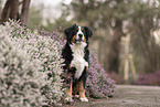Bernese Mountain Dog