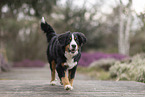 Bernese Mountain Dog