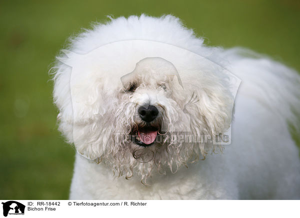 Bichon Frise / RR-18442