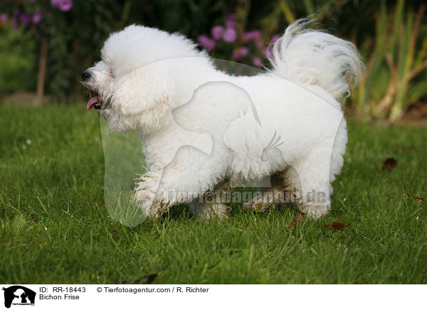 Bichon Frise / Bichon Frise / RR-18443