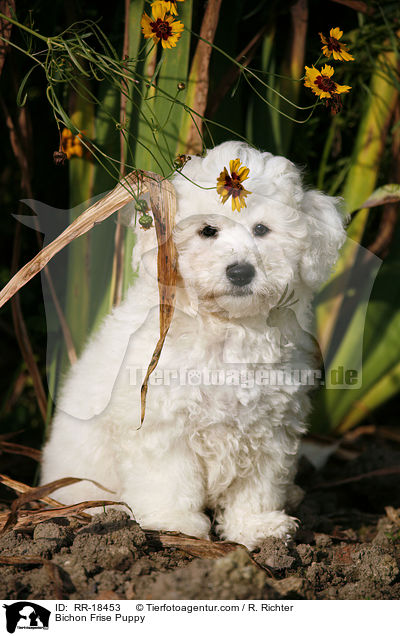 Bichon Frise Puppy / RR-18453