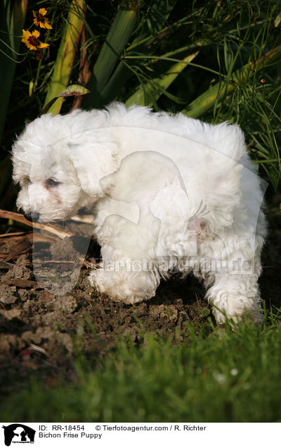 Bichon Frise Puppy / RR-18454