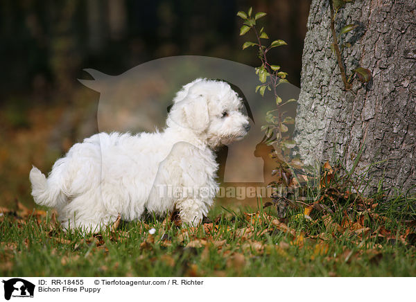 Bichon Frise Puppy / RR-18455