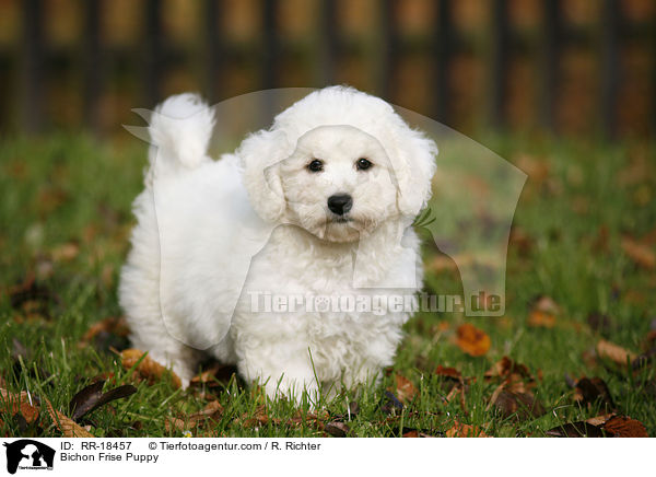 Bichon Frise Welpe / Bichon Frise Puppy / RR-18457