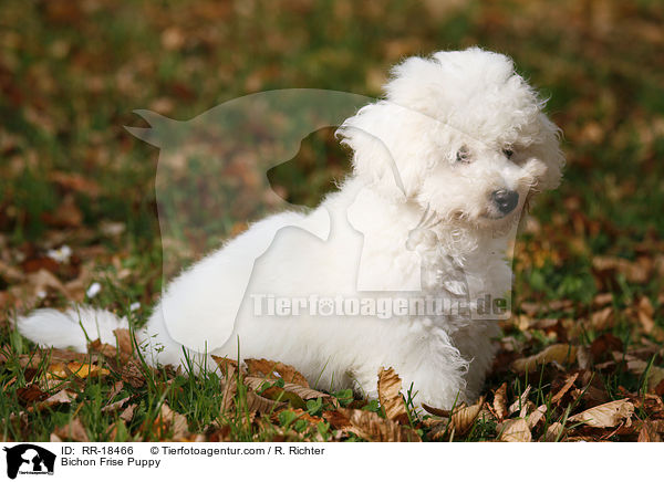 Bichon Frise Puppy / RR-18466