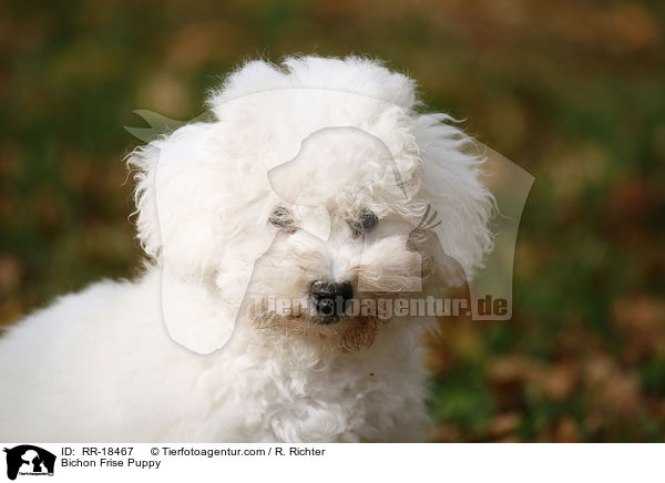 Bichon Frise Welpe / Bichon Frise Puppy / RR-18467