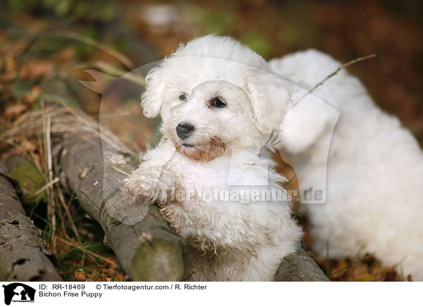 Bichon Frise Welpe / Bichon Frise Puppy / RR-18469