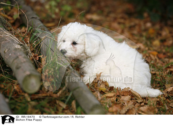 Bichon Frise Puppy / RR-18470