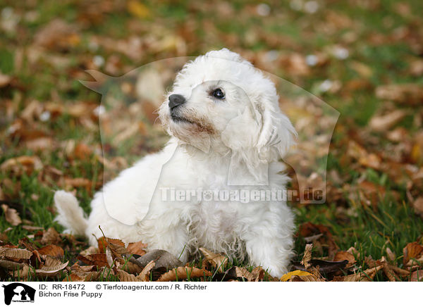 Bichon Frise Puppy / RR-18472
