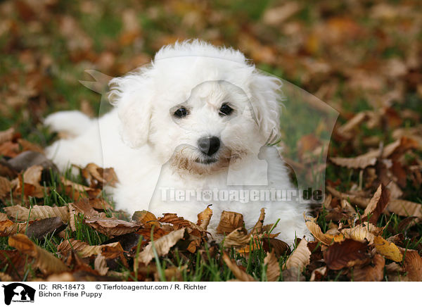 Bichon Frise Puppy / RR-18473