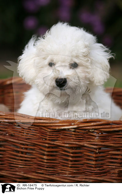 Bichon Frise Puppy / RR-18475