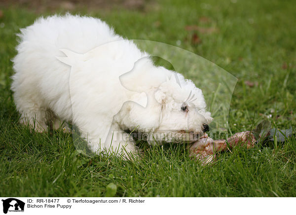 Bichon Frise Puppy / RR-18477